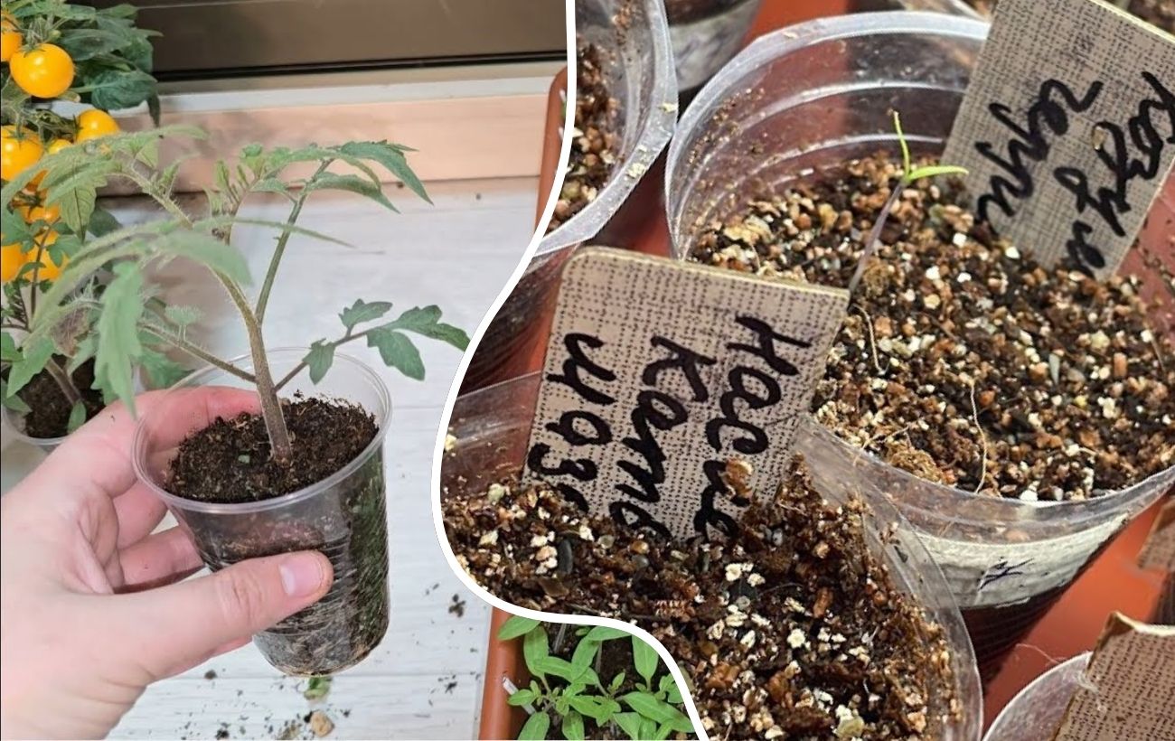 Як доглядати за розсадою, аби вона росла без витягування