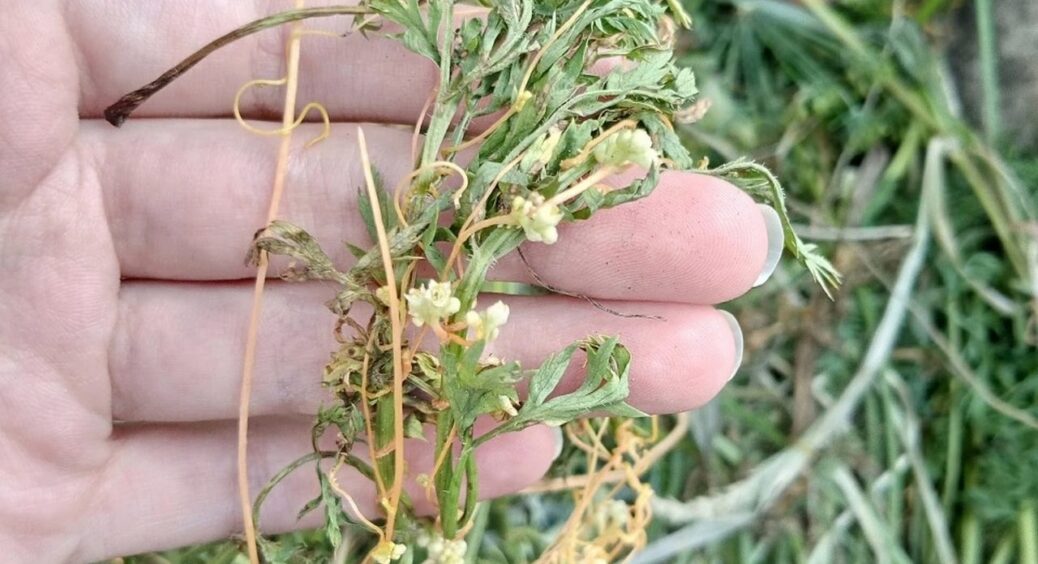 Листя та бур’яни на грядках не викидаю: роблю за 2 хв натуральний захист від морозу для розсади 