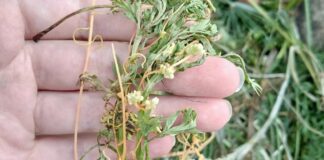 Експерти порадили простий спосіб, який допоможе зупинити ріст бур’янів без використання соломи