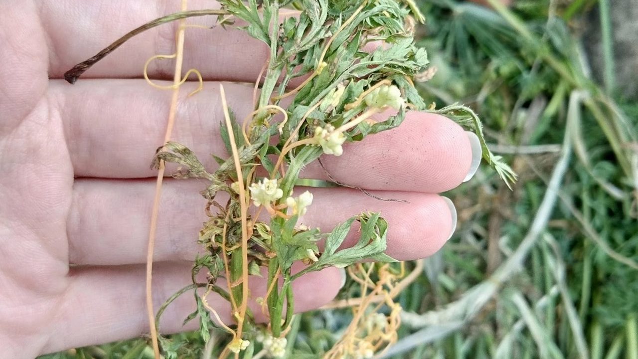 Городники та агрономи порадили ефективний народний засіб від бур'янів, який не шкодить ґрунту