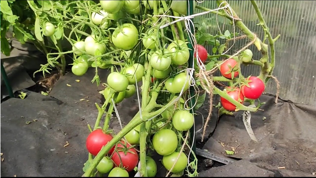 Городники розповіли, яка проста хитрість допоможе не дати помідорам хворіти та жовтіти