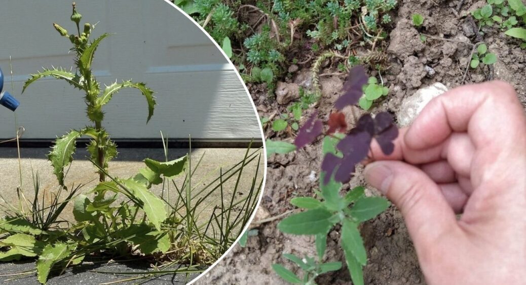 Бур’яни “згоріли” без хімії: допоміг 1 кухонний засіб, який є у кожного. Витрат “нуль”, а ефект на 100% 