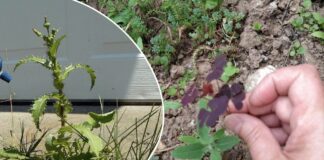 Як позбутись від бур'янів на ділянці без використання хімії