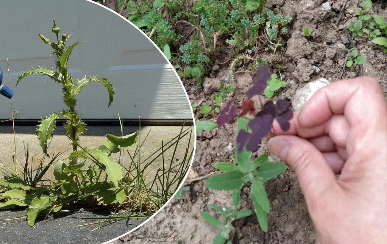 Як позбутись від бур'янів на ділянці без використання хімії