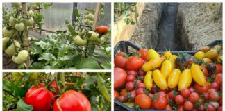 Як покращити ріст кущів томатів