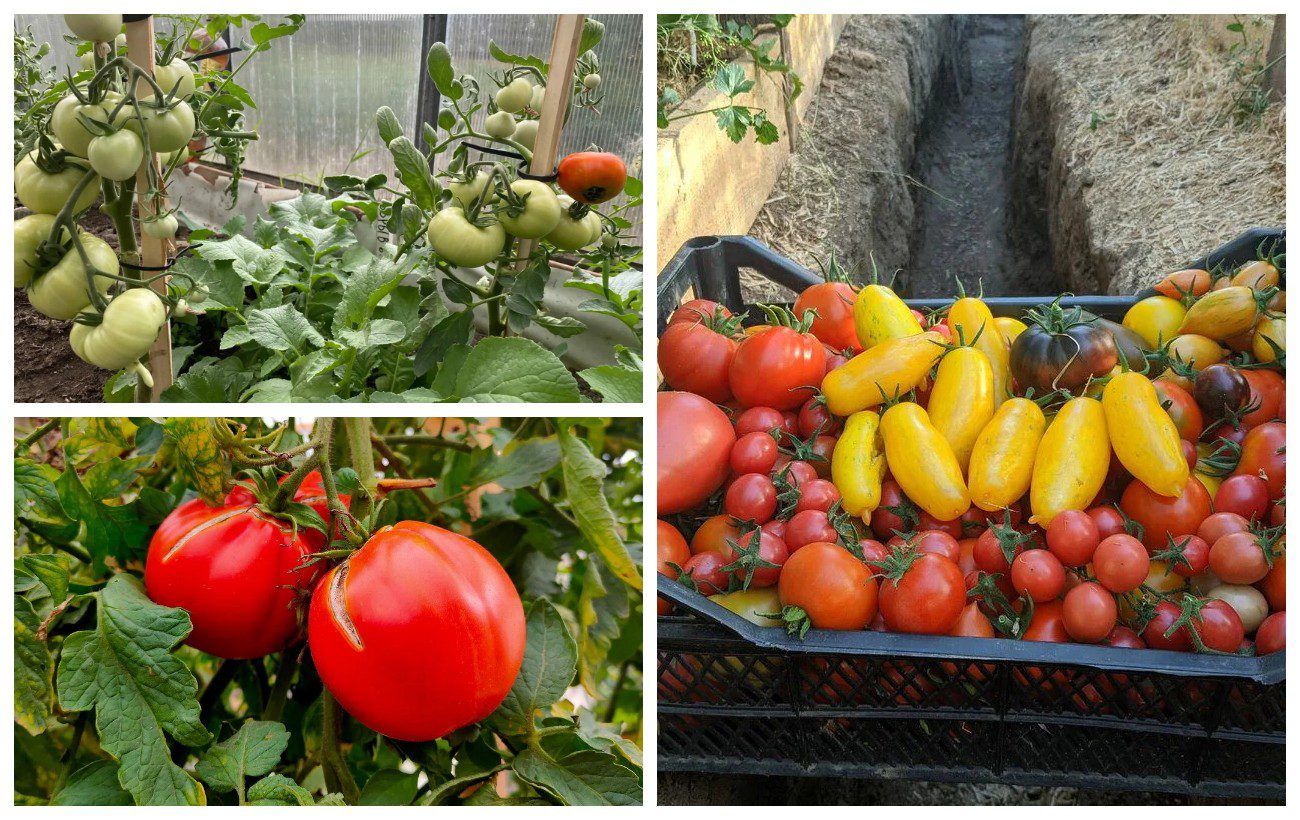 Як покращити ріст кущів томатів