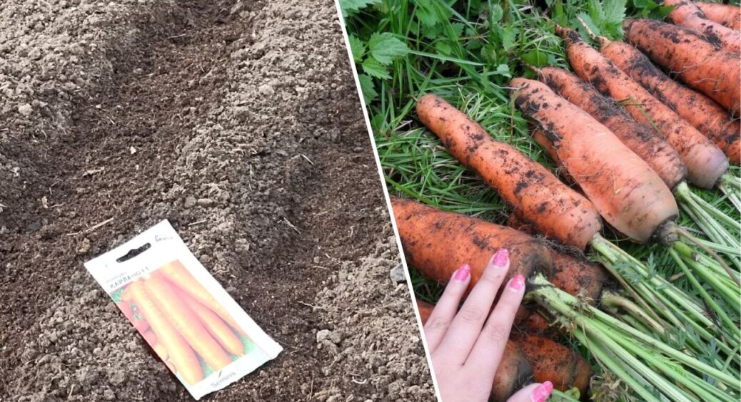 Моркву більше не проріджую: 1 спосіб посіву, аби коренеплоди були рівні — сусідки “тихо заздрять” 