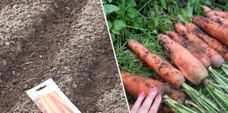 Городники розповіли, як легко сіяти дрібне насіння на грядках