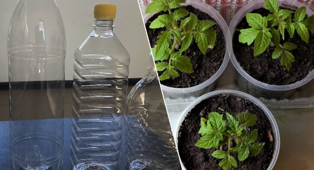 Пластикові пляшки більше не викидаю: роблю 1 теплий “щит” для розсади, аби підвищити врожайність 