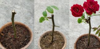 Як укоренити живці троянд без клопоту