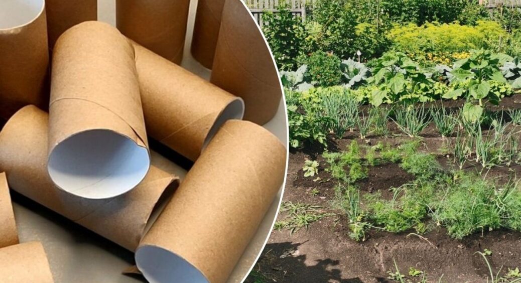 Втулки від туалетного паперу заливаю водою: 3 городні трюки, які реально працюють навесні 