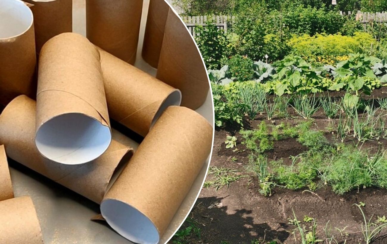 Як використовувати втулки від туалетного паперу в саду