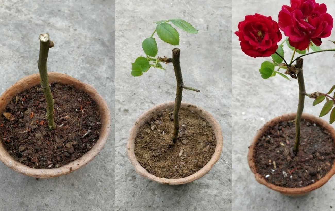 Як укоренити живці троянд без клопоту
