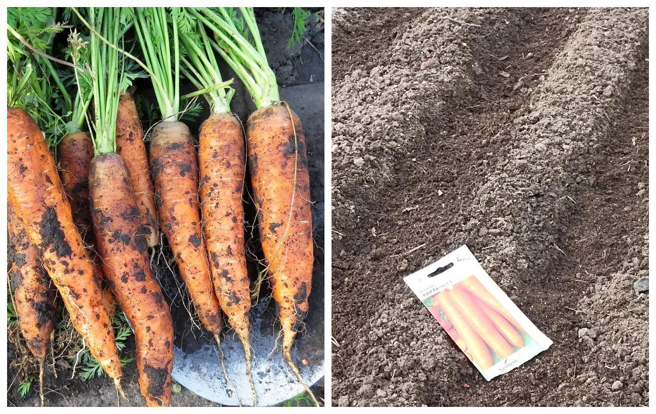 Як вирощувати моркву без проріджування