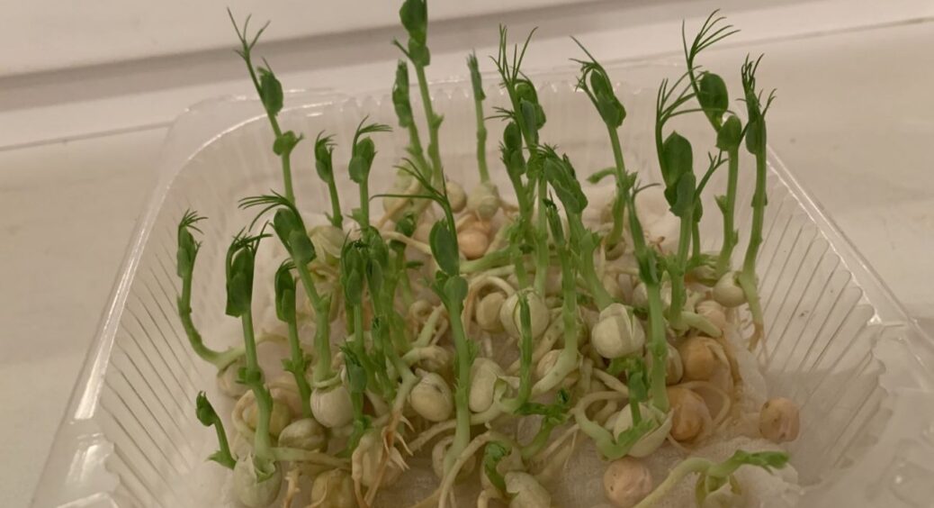 Купила на базарі мікрогрін у горщику, “покосила”, але не викинула: як виростити врожай повторно 