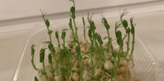 Як виростити мікрогрін повторно