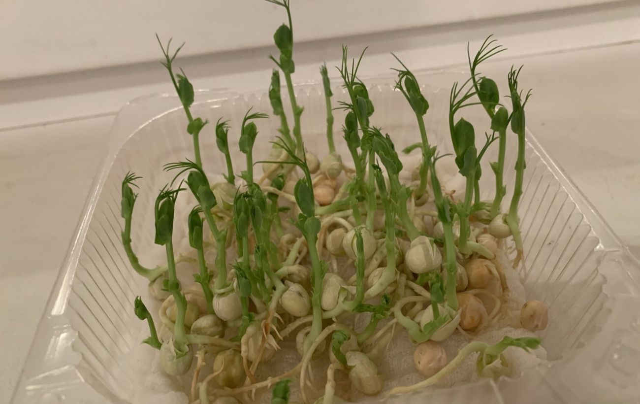 Як виростити мікрогрін повторно