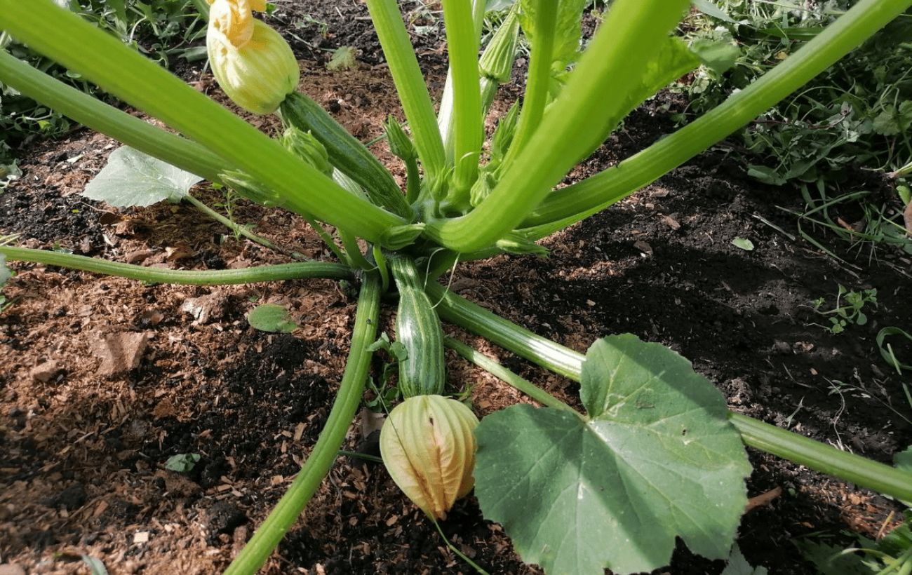 Як доглядати за кабачками для кращої врожайності