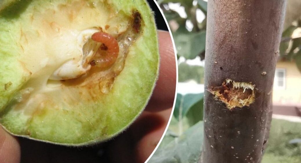 Розумні садівники плодові дерева обприскують тільки так: 1 склад до бруньок — і жодного червʼяка влітку 