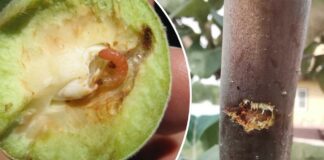 Чим обприскати дерева від черв'яків