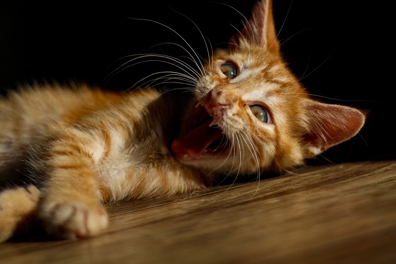 Експерти розповіли, який засіб допоможе відмити будинок і квартиру від аромату котячого лотка