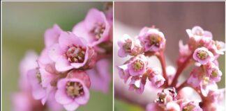 Садівники розповіли, яку гарну рослину можна посадити в тіні