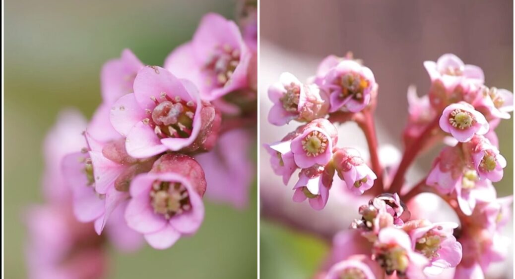 Найефектніша рослина для тіні, яку порадила посадити свекруха – без примх і виглядає як із каталогу 24 на 7 