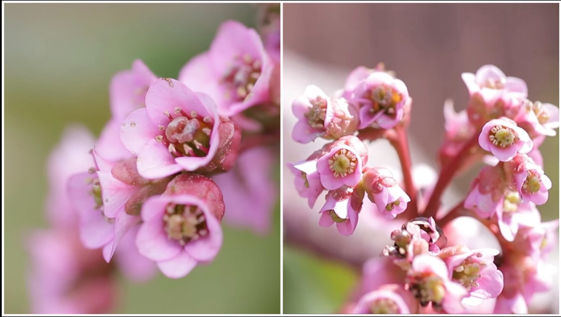 Садівники розповіли, яку гарну рослину можна посадити в тіні