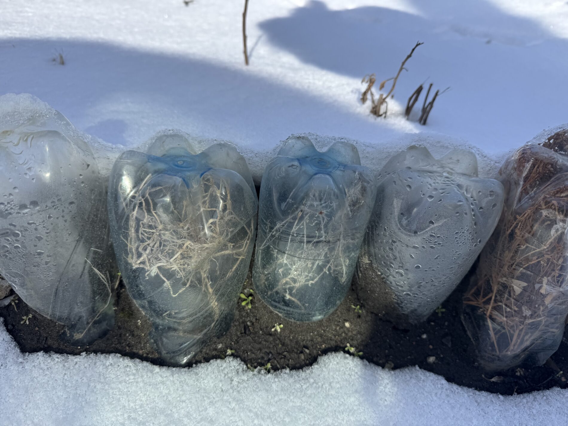 Городники розповіли, як зробити міні-теплиці на зиму зі сміття 