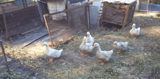 Господарі розповіли секрет збирання качиних яєць