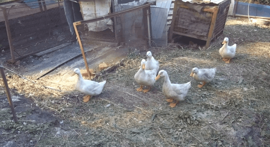 Качки несуться тихо й ховають яйця так, що не знайти: ось де шукати й чому 1 яйце краще не забирати 