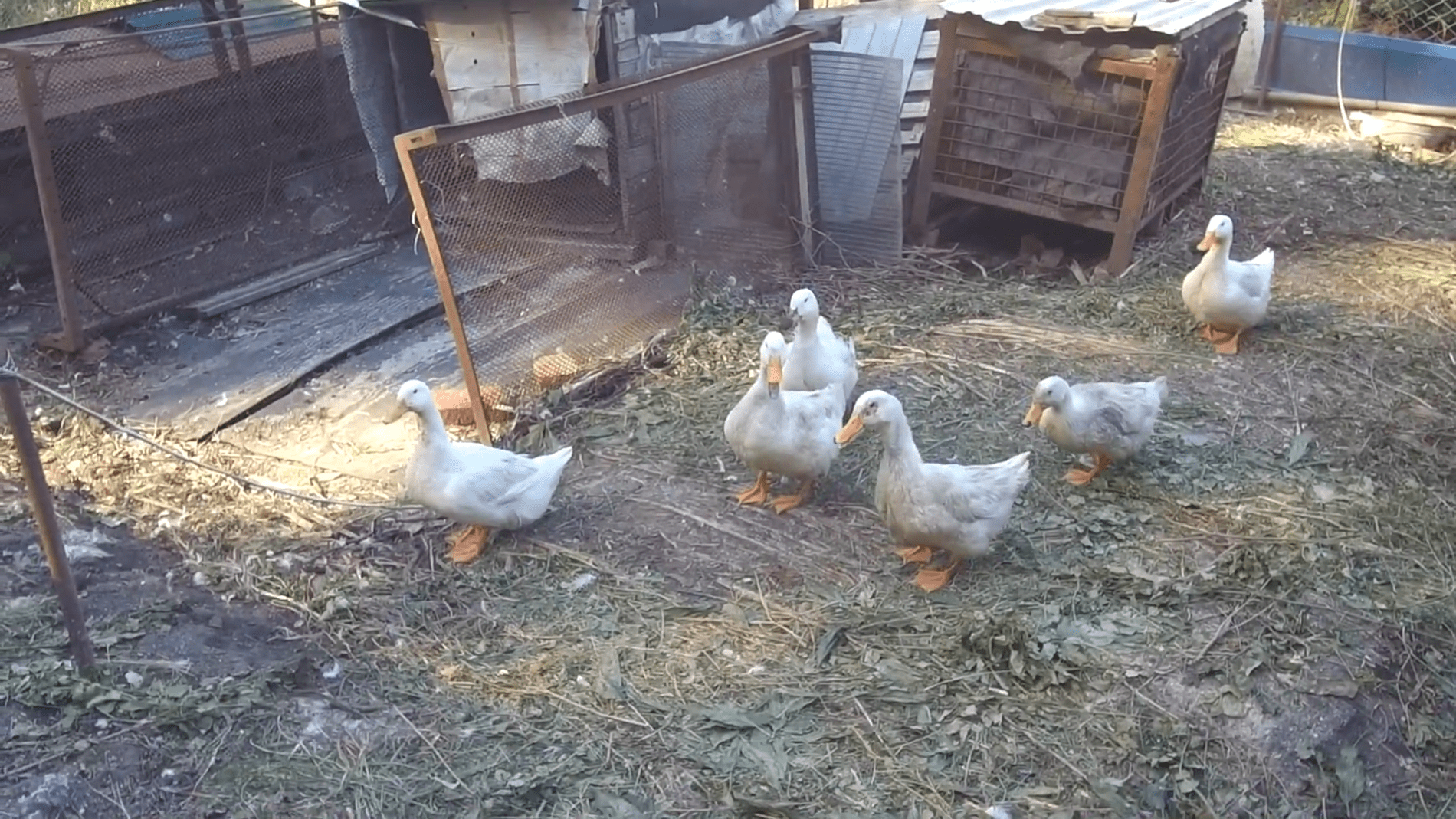 Господарі розповіли секрет збирання качиних яєць