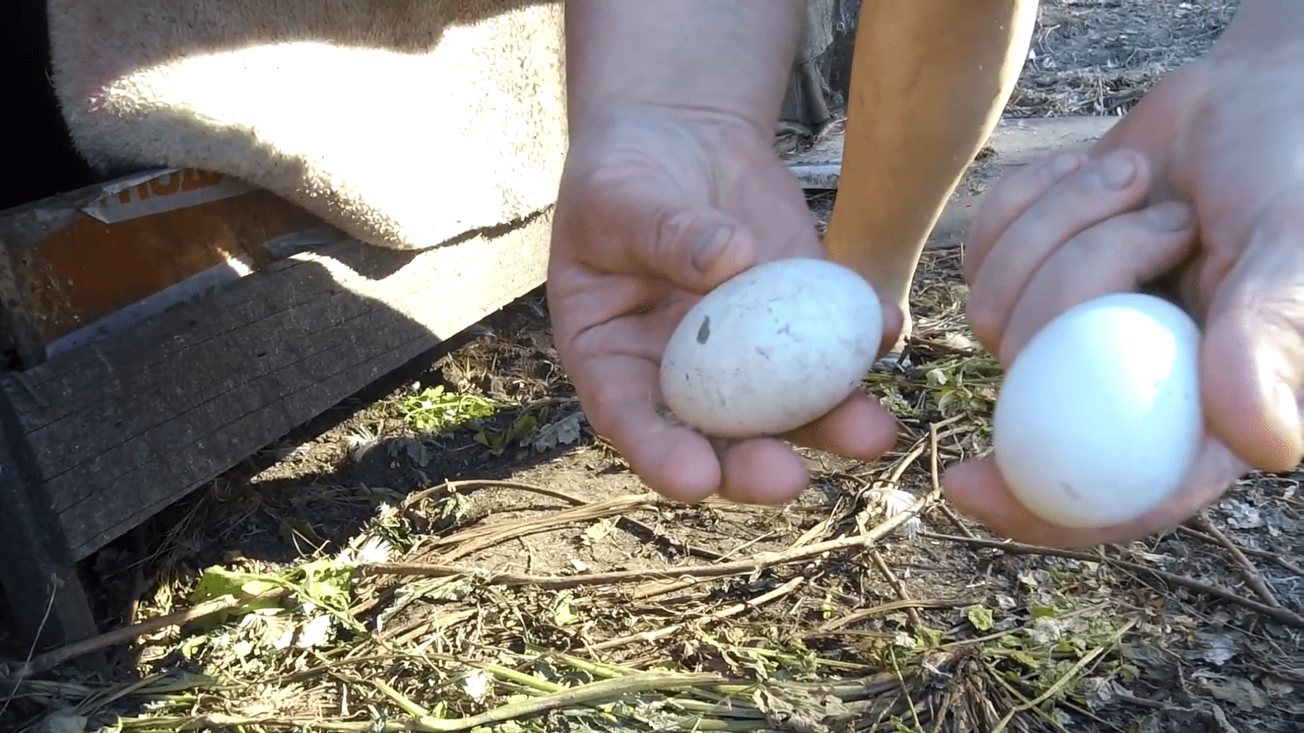Господарі розповіли секрет збирання качиних яєць