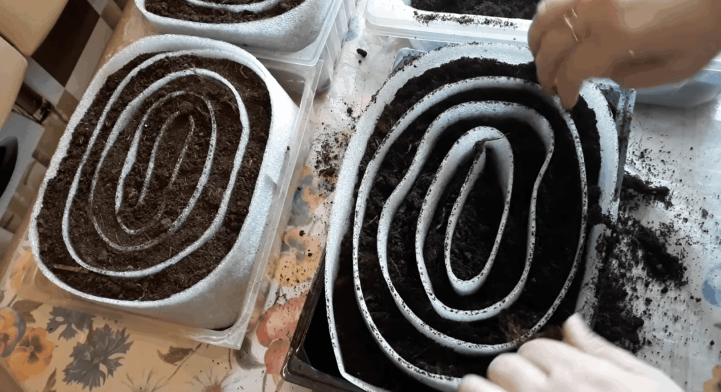 Сію розсаду у великі “равлики”, а не в стаканчики: 1 конструкція – і місця на підвіконні вдвічі більше 