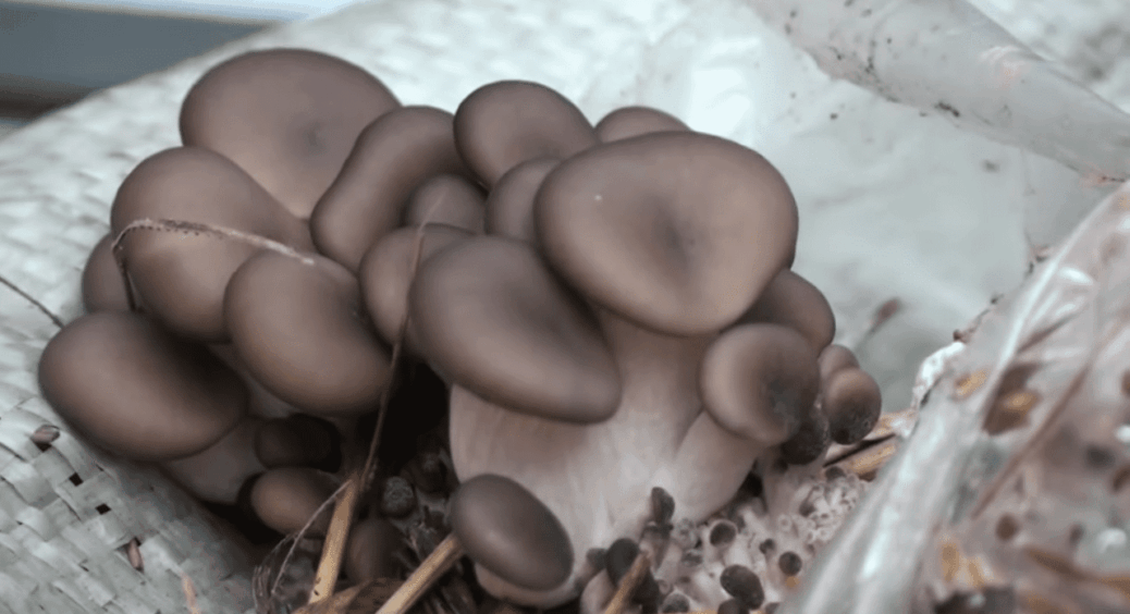 Сусід купує гливи по 180 грн за кг, а я вирощую їх із пакету соломи вдома – і збираю вже 2 хвилі врожаю 