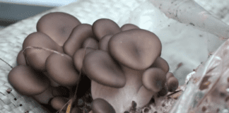 Дачники розповіли, як виростити гливи в домашніх умовах без зайвих витрат