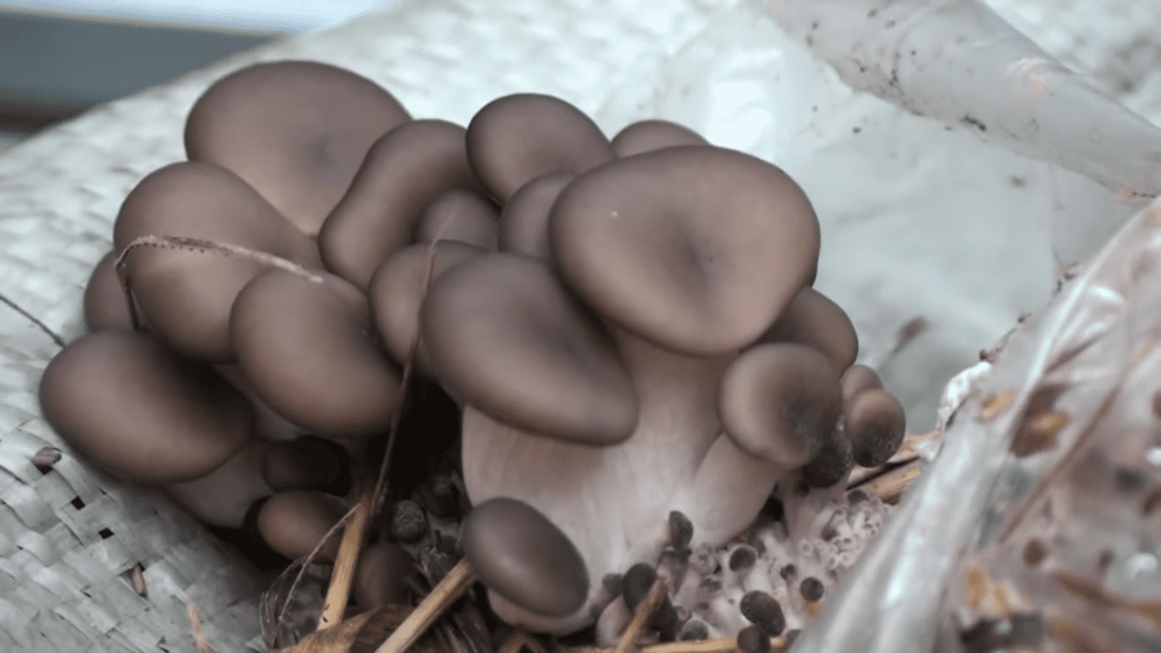 Дачники розповіли, як виростити гливи в домашніх умовах без зайвих витрат