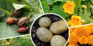 Городники розповіли, які квіти відлякують колорадського жука від картоплі
