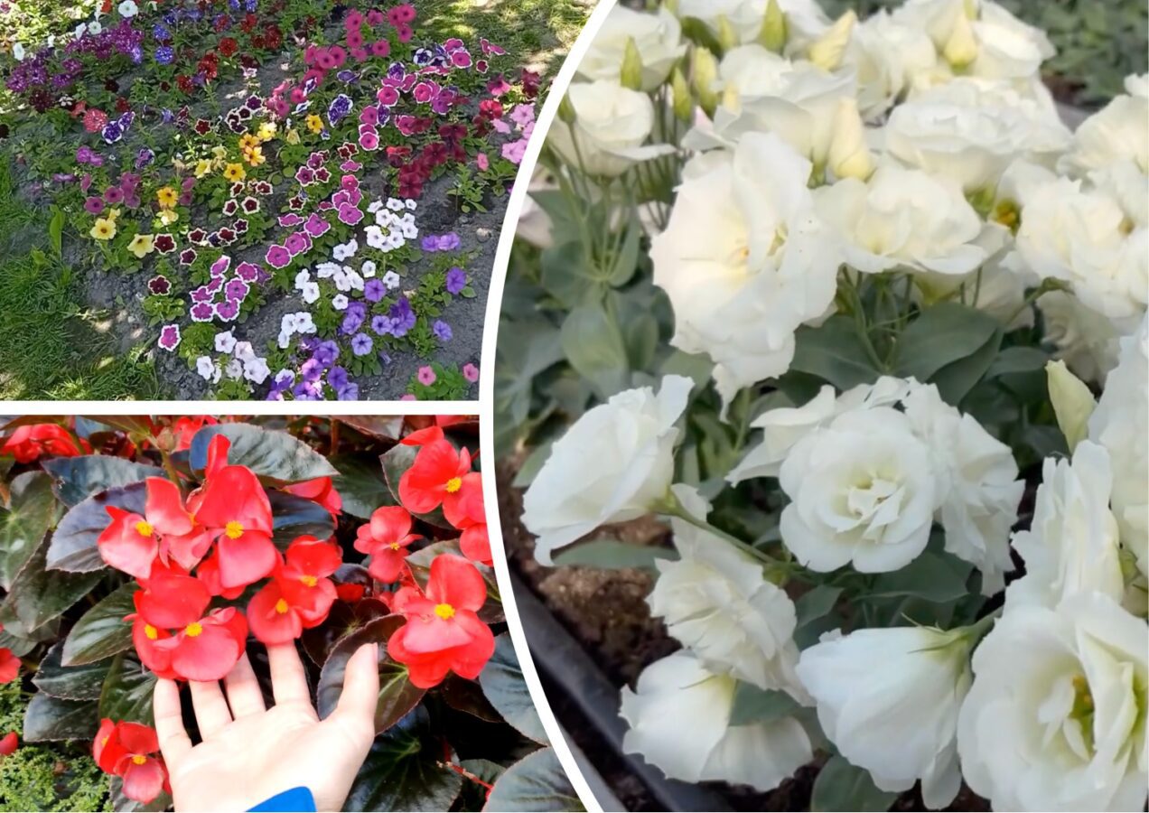 Садівники розповіли, які квіти посадити зараз, щоб вони зацвіли вже у травні