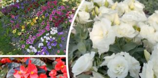 Садівники розповіли, які квіти посадити зараз, щоб вони зацвіли вже у травні