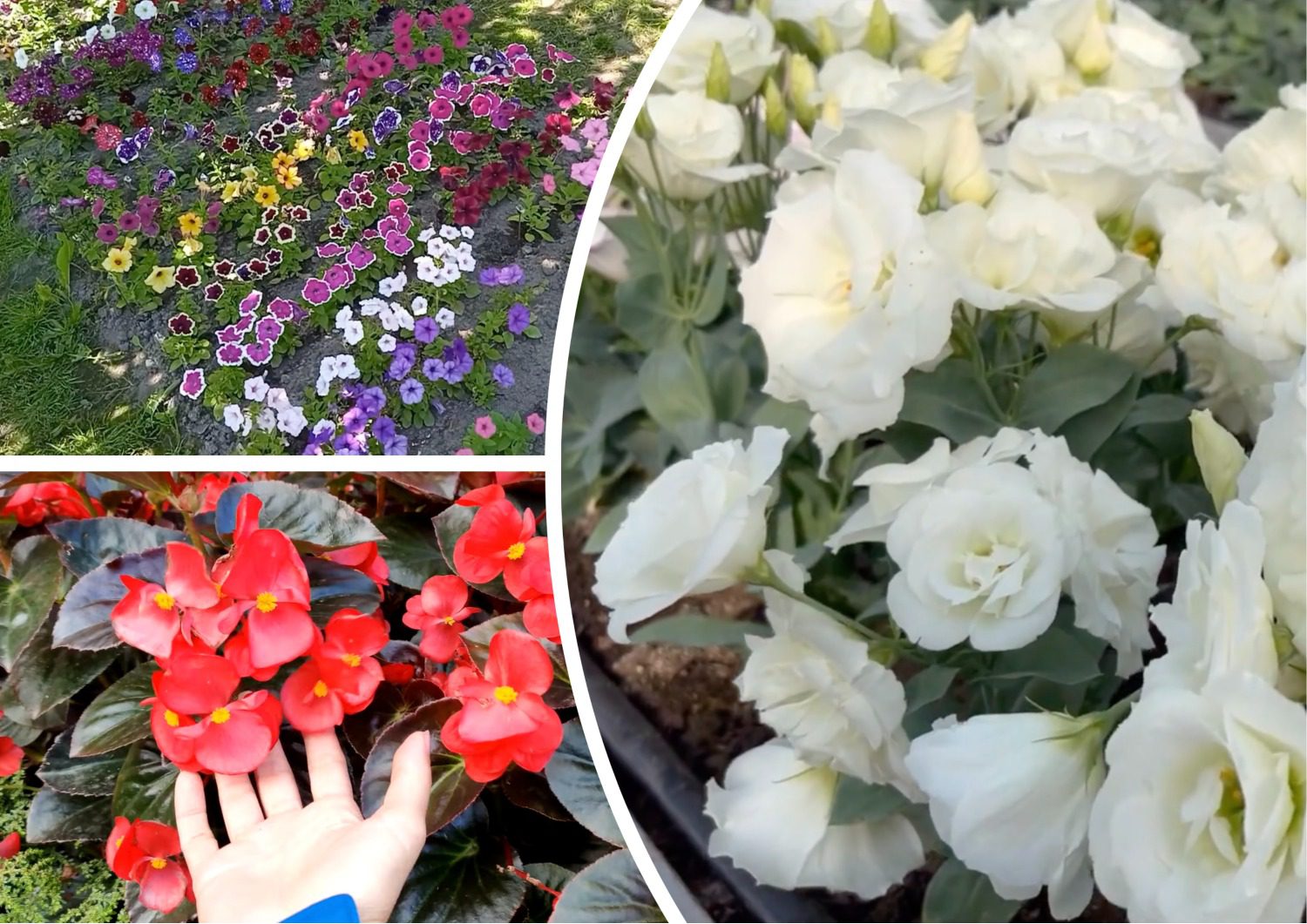 Садівники розповіли, які квіти посадити зараз, щоб вони зацвіли вже у травні