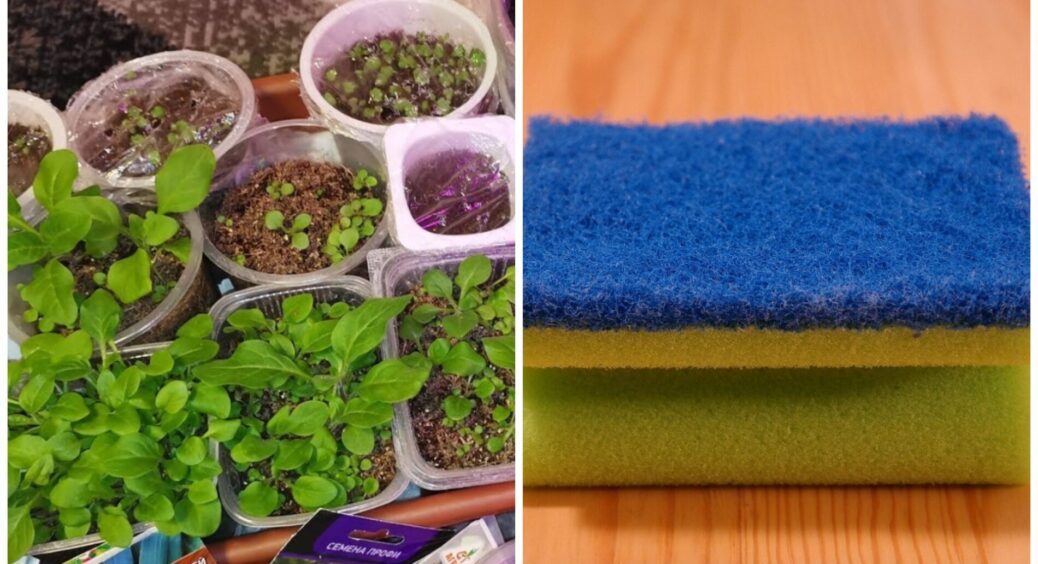 Побачила, як сусідка кладе у горщики з розсадою звичайні губки: не посоромилась спитати, навіщо 