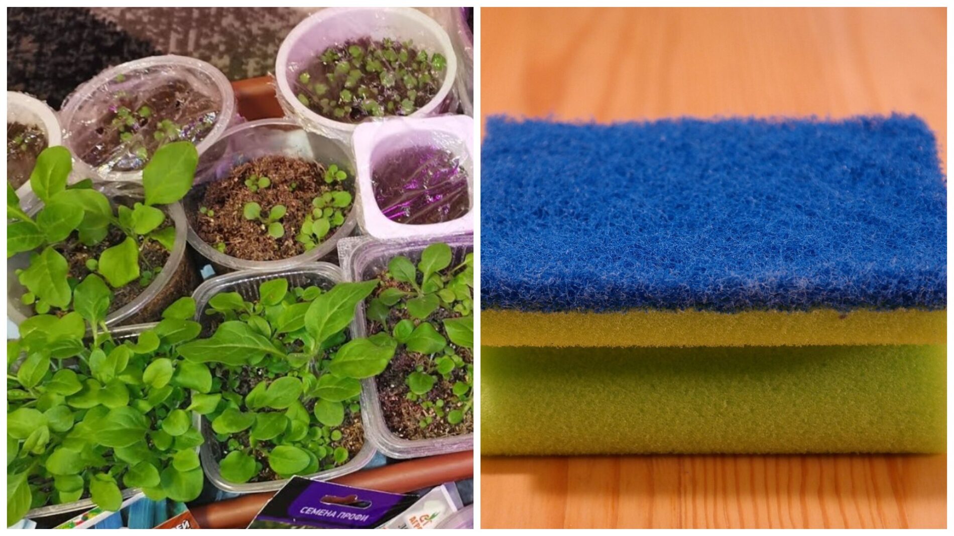 Садівники розповіли, навіщо класти губки у горщики з розсадою
