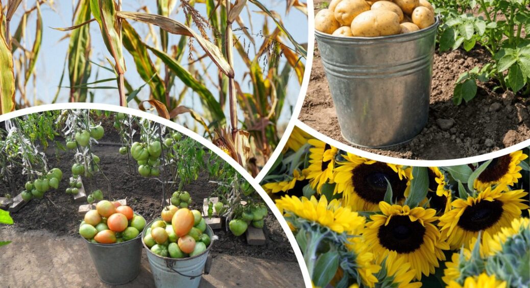 Ніколи не садіть картоплю після цих 3 популярних культур: земля буде порожньою і весь урожай поїсть дротяник 