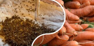 Садівники розповіли, в чому замочити насіння моркви, щоб воно швидко зійшло