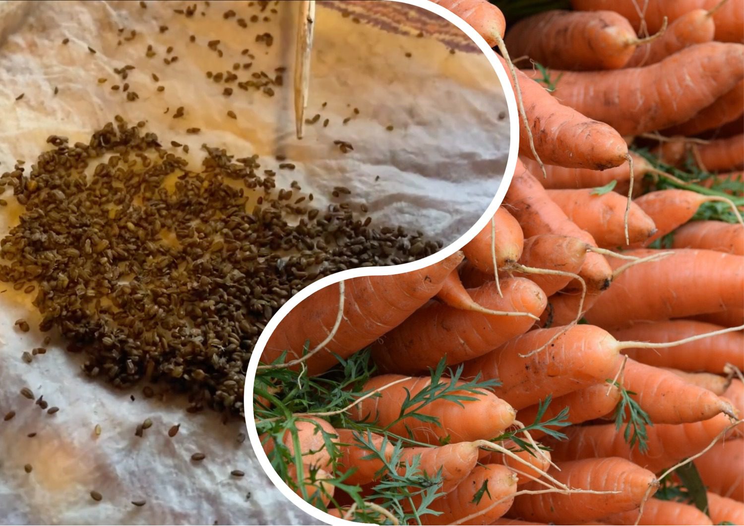 Садівники розповіли, в чому замочити насіння моркви, щоб воно швидко зійшло