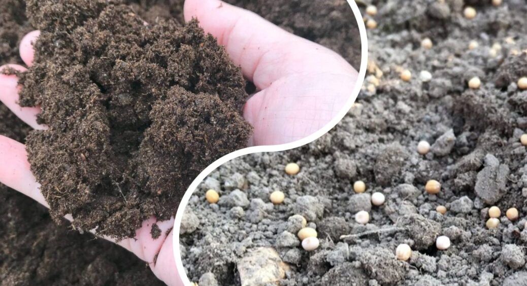 Сусід у 2017 році так зробив, тепер все село повторює: що посіяти на грядках, як тільки зійде сніг 