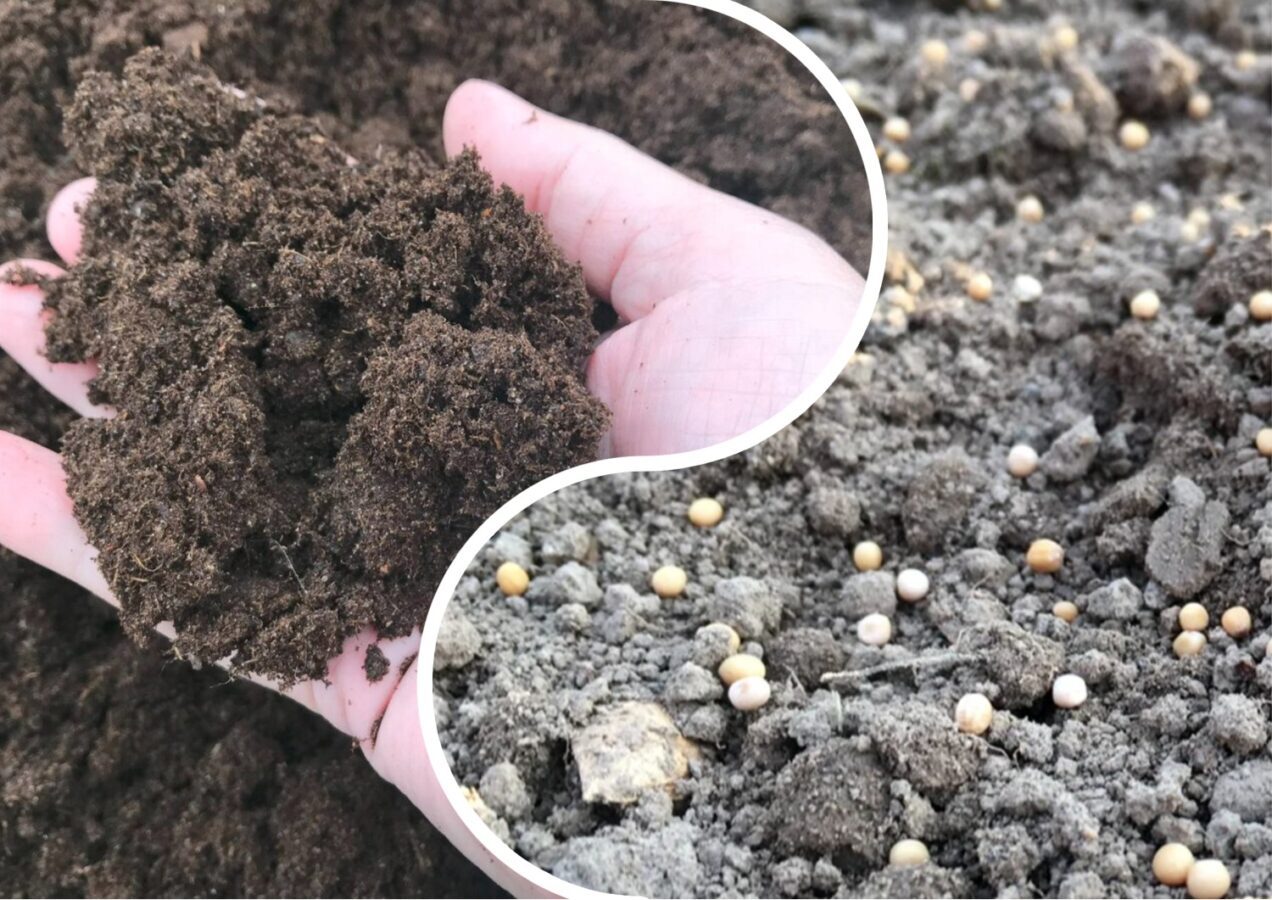 Городники розповіли, як підвищити родючість ґрунту за допомогою гірчиці