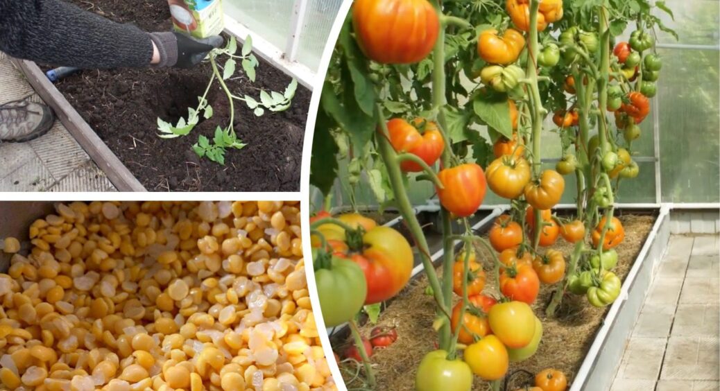 Киньте 1 ложку в лунку – томати не хворіють і завжди “мʼясисті”: 10 із 10 кущів усіяні плодами 