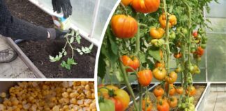 Городники розповіли, що покласти в лунку при посадці помідорів